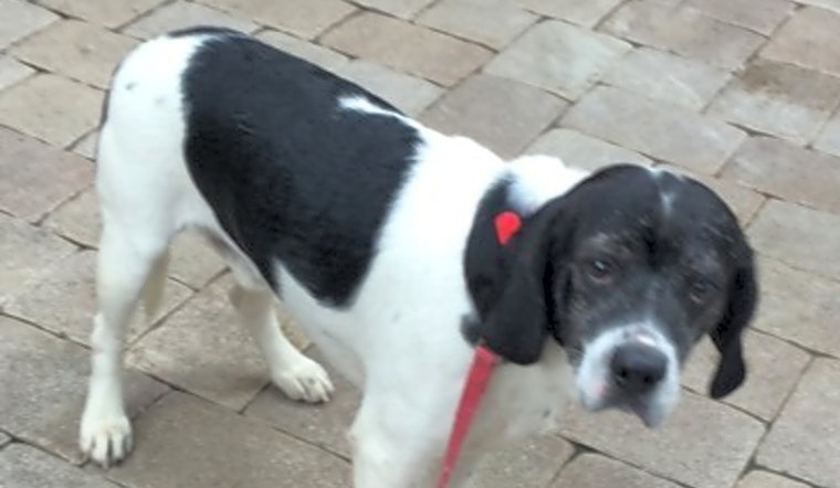 Want to adopt a pet? Here are 6 lovable pups to adopt now in Tampa