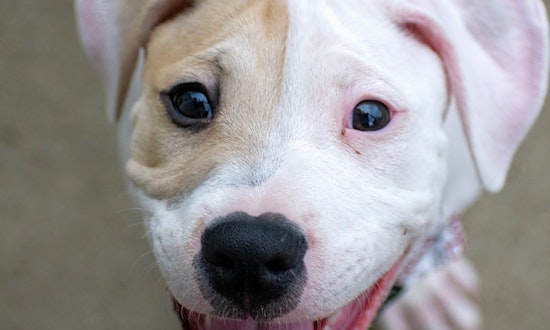 These Indianapolis-based puppies are up for adoption and in need of a good home