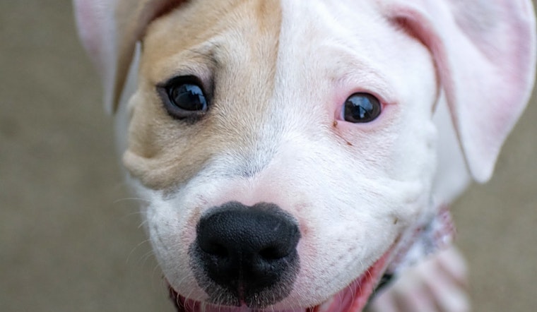 These Indianapolis-based puppies are up for adoption and in need of a good home