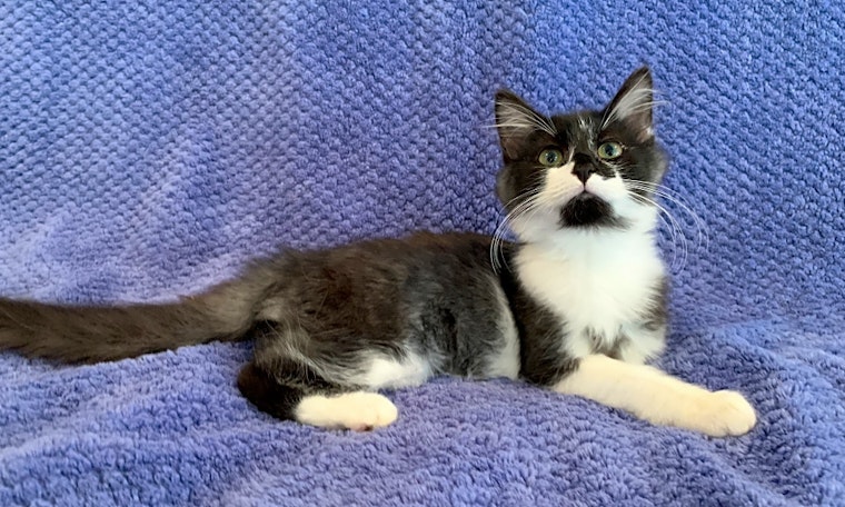 Looking to adopt a pet? Here are 6 cuddly kittens to adopt now in Nashville