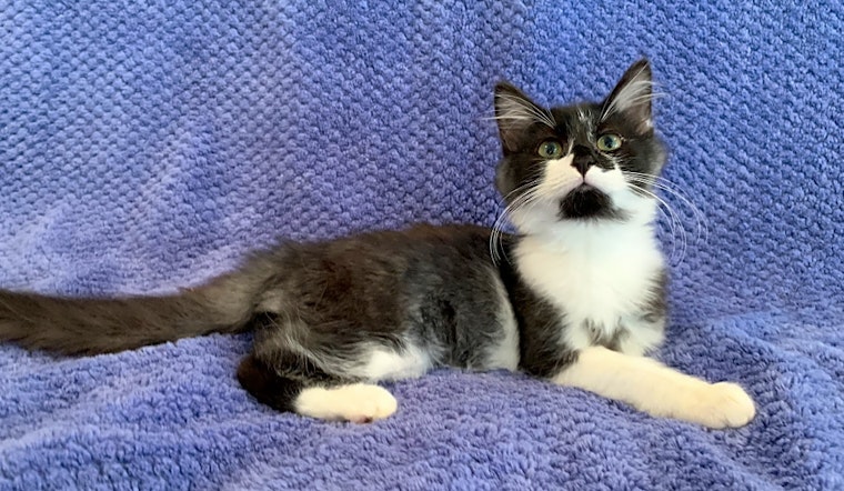 Looking to adopt a pet? Here are 6 cuddly kittens to adopt now in Nashville