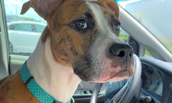 These Orlando-based puppies are up for adoption and in need of a good home