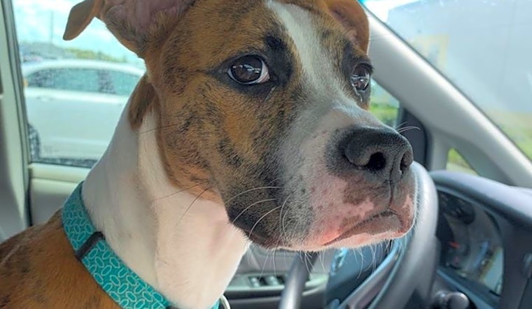 These Orlando-based puppies are up for adoption and in need of a good home