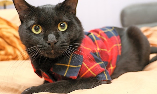 Want to adopt a pet? Here are 7 cool kitties to adopt now in Charlotte