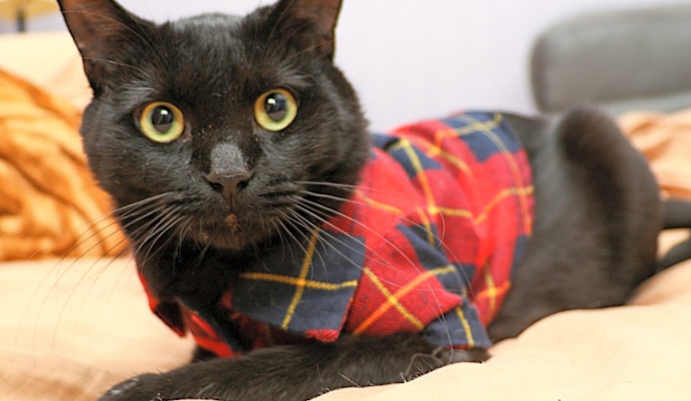 Want to adopt a pet? Here are 7 cool kitties to adopt now in Charlotte