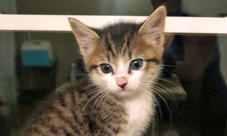 Looking to adopt a pet? Here are 5 charming cats to adopt now in Durham