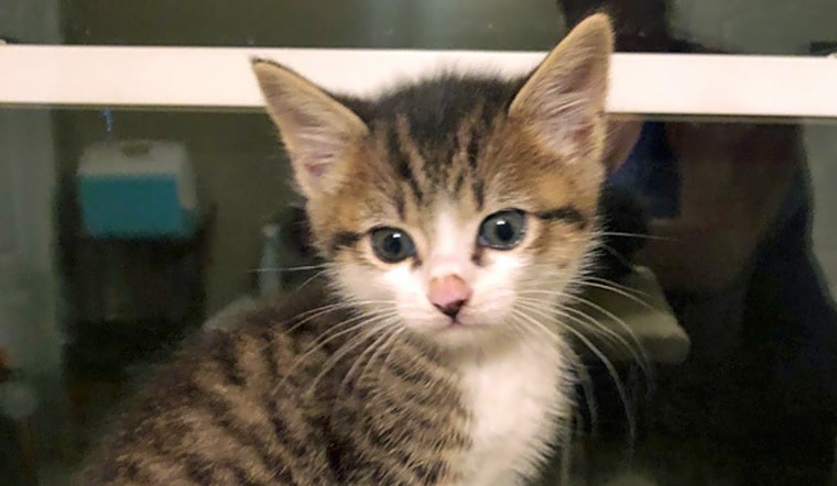 Looking to adopt a pet? Here are 5 charming cats to adopt now in Durham