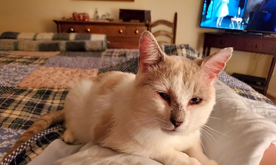 These Atlanta-based cats are up for adoption and in need of a good home