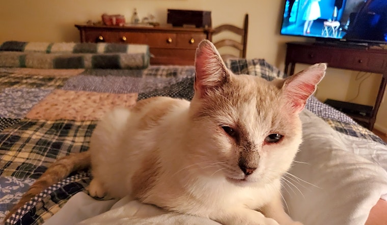 These Atlanta-based cats are up for adoption and in need of a good home