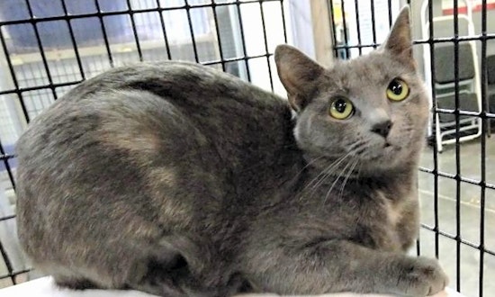 These Raleigh-based felines are up for adoption and in need of a good home