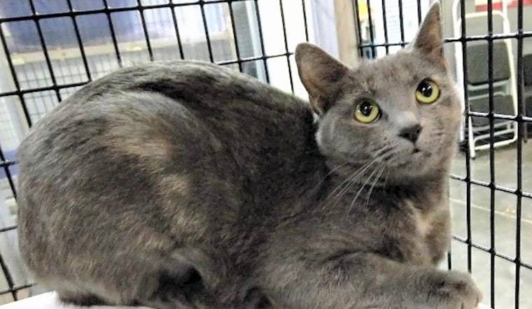 These Raleigh-based felines are up for adoption and in need of a good home