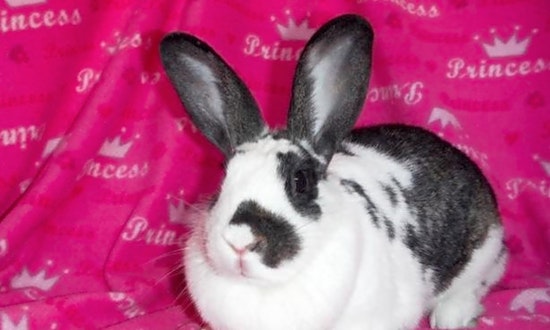 These Louisville-based rabbits are up for adoption and in need of a good home