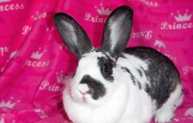 These Louisville-based rabbits are up for adoption and in need of a good home