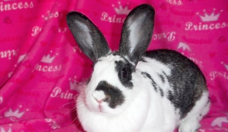 These Louisville-based rabbits are up for adoption and in need of a good home