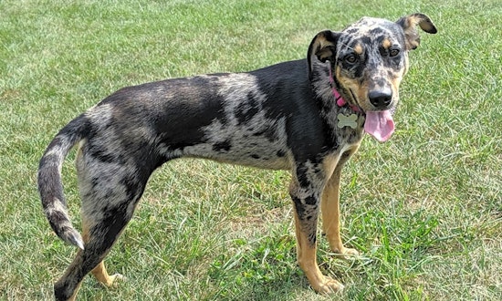 These Lexington-based doggies are up for adoption and in need of a good home