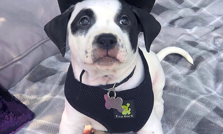 These Detroit-based puppies are up for adoption and in need of a good home