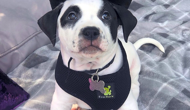 These Detroit-based puppies are up for adoption and in need of a good home