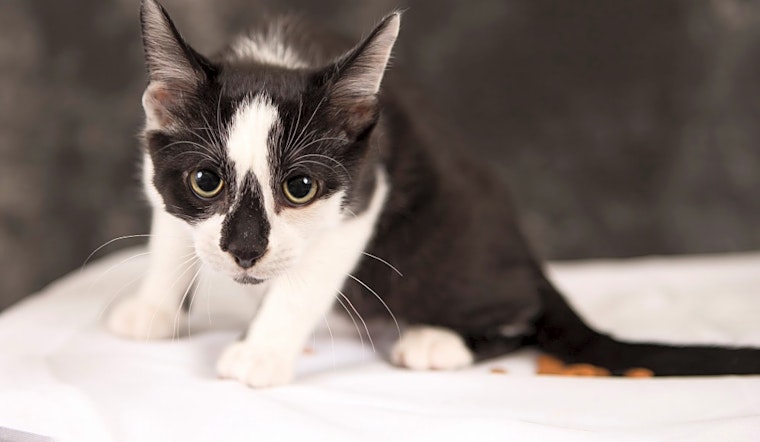 These Columbus-based kittens are up for adoption and in need of a good home