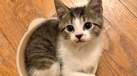 7 cute-as-can-be kittens to adopt now in Cleveland