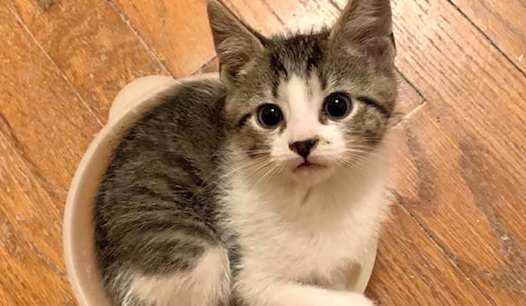 7 cute-as-can-be kittens to adopt now in Cleveland
