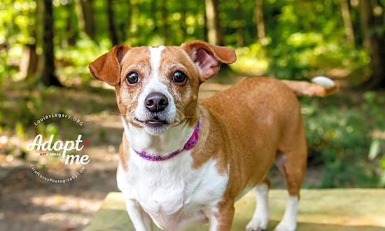 These Cincinnati-based pups are up for adoption and in need of a good home