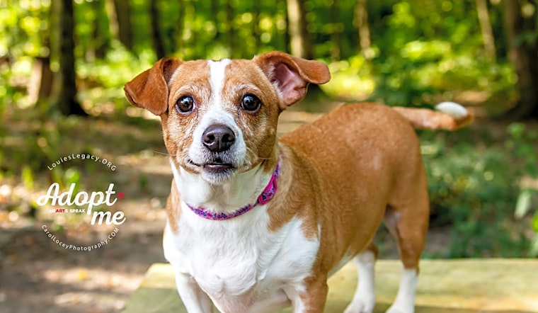 These Cincinnati-based pups are up for adoption and in need of a good home