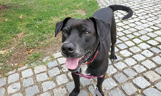 3 lovable pups to adopt now in Philadelphia