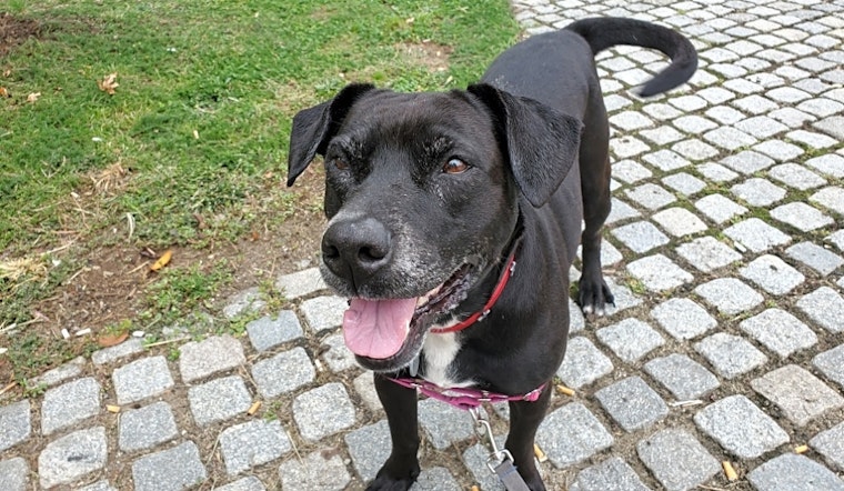 3 lovable pups to adopt now in Philadelphia
