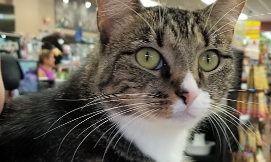 These Baltimore-based kitties are up for adoption and in need of a good home