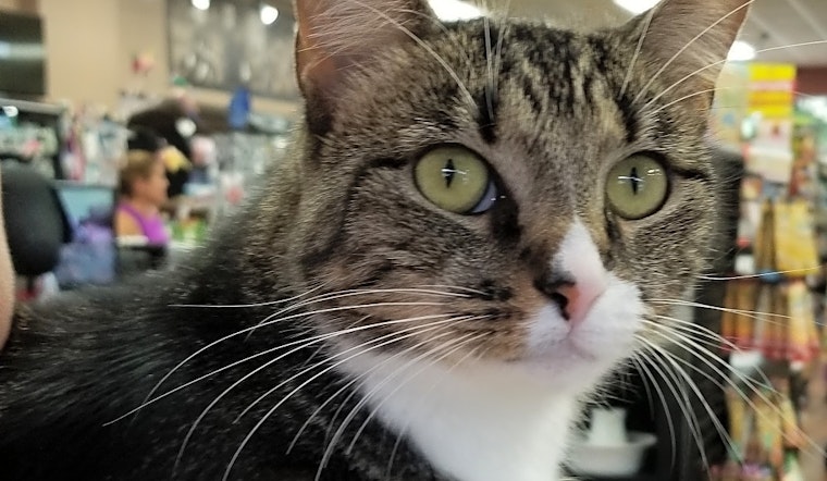 These Baltimore-based kitties are up for adoption and in need of a good home