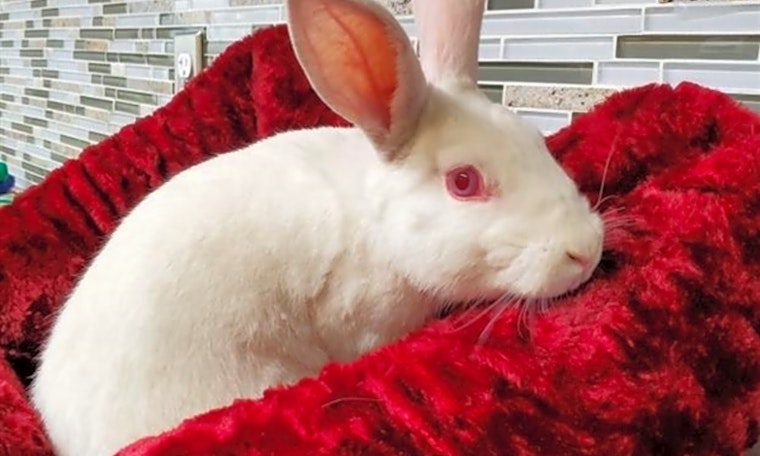 These Pittsburgh-based pets are up for adoption and in need of a good home