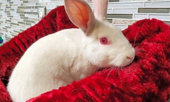 These Pittsburgh-based pets are up for adoption and in need of a good home
