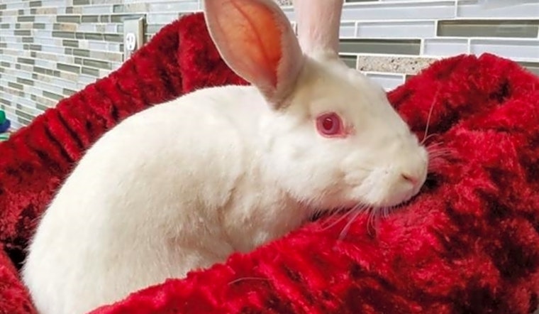 These Pittsburgh-based pets are up for adoption and in need of a good home