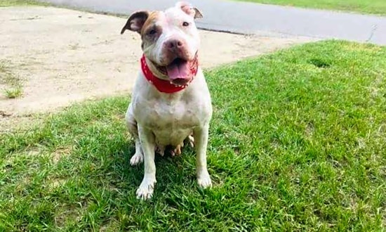 These Boston-based canines are up for adoption and in need of a good home