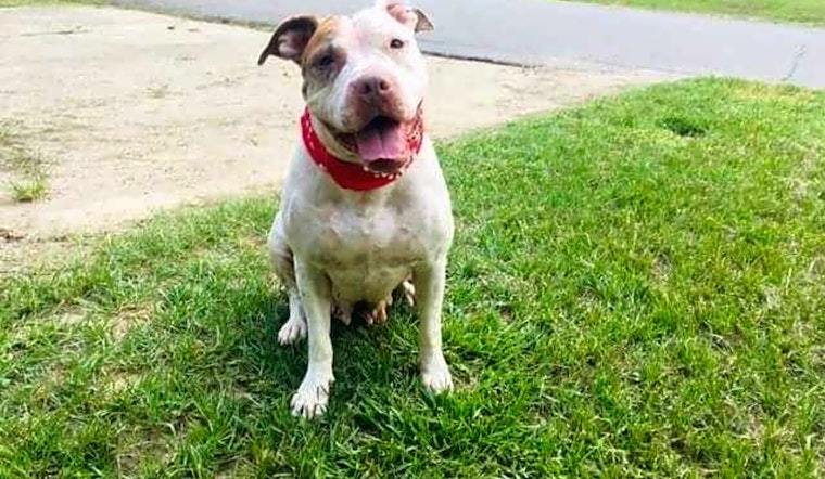 These Boston-based canines are up for adoption and in need of a good home