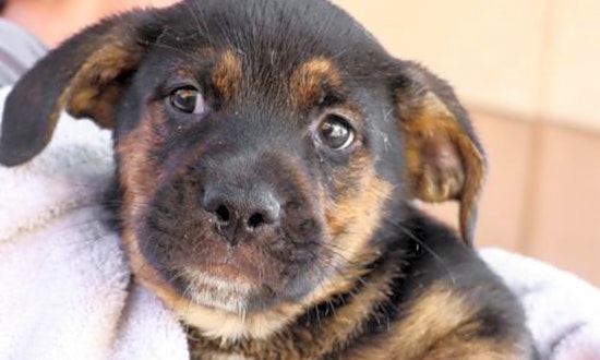 Looking to adopt a pet? Here are 6 cuddly puppies to adopt now in Washington