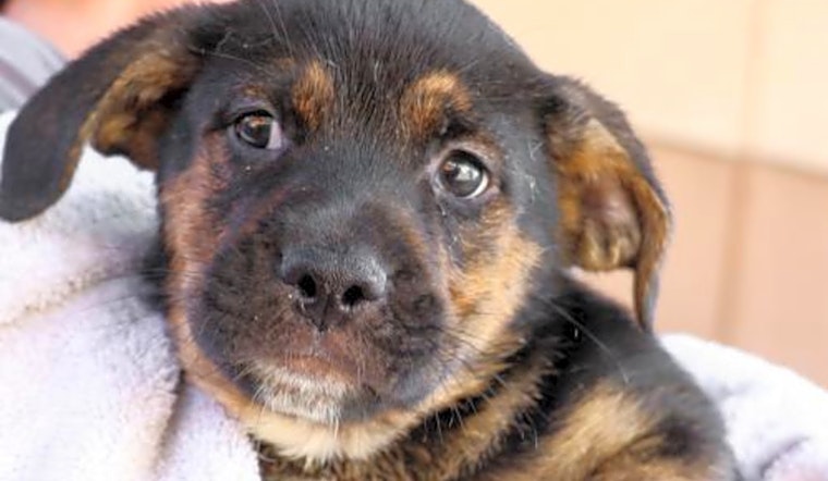 Looking to adopt a pet? Here are 6 cuddly puppies to adopt now in Washington