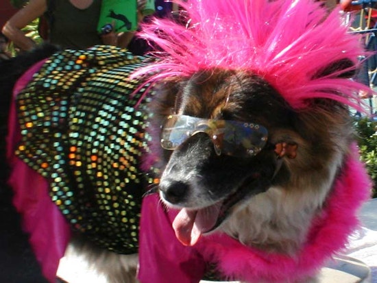 Recap of Dogma in Hayes Valley