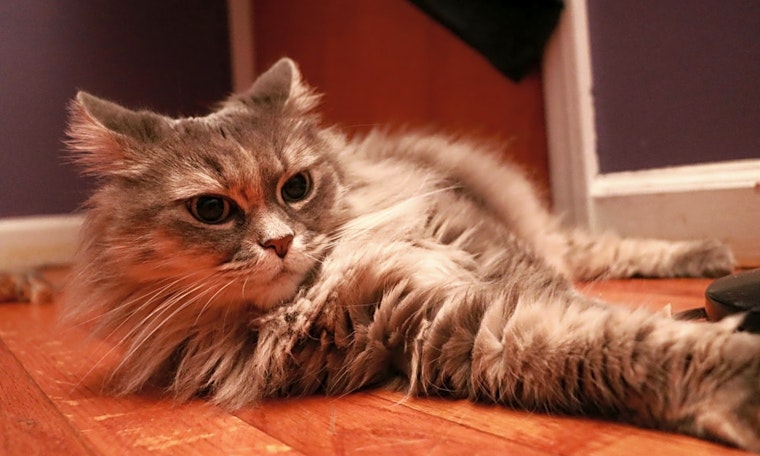 These Jersey City-based felines are up for adoption and in need of a good home