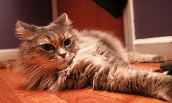 These Jersey City-based felines are up for adoption and in need of a good home