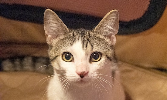 Looking to adopt a pet? Here are 7 fluffy felines to adopt now in New York City