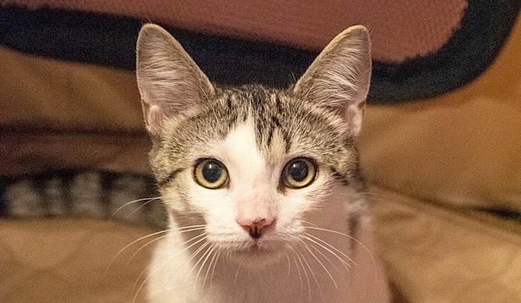 Looking to adopt a pet? Here are 7 fluffy felines to adopt now in New York City