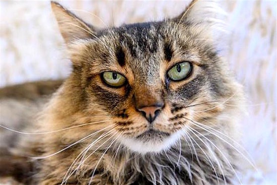 4 lovable kitties to adopt now in Oakland