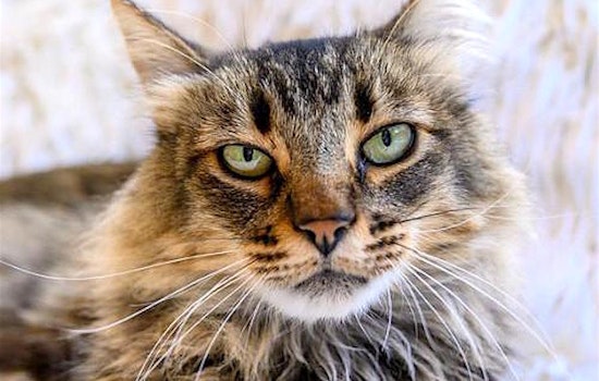 4 lovable kitties to adopt now in Oakland