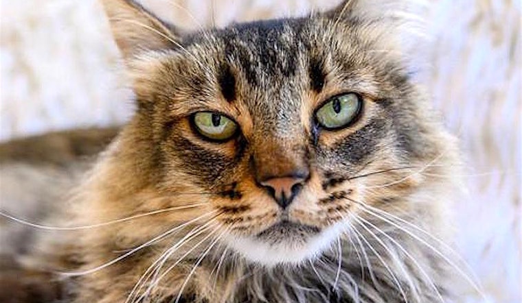 4 lovable kitties to adopt now in Oakland