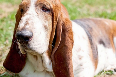 Cleveland's top 3 pet stores, ranked