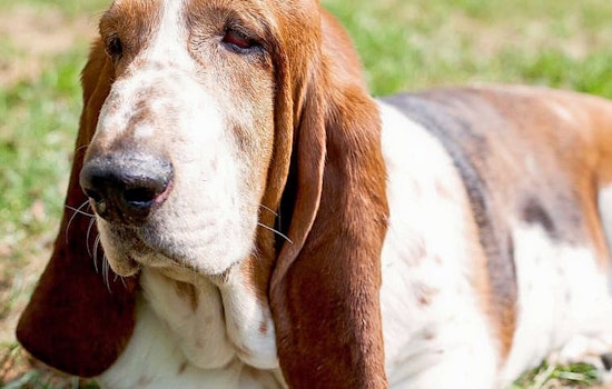 Cleveland's top 3 pet stores, ranked