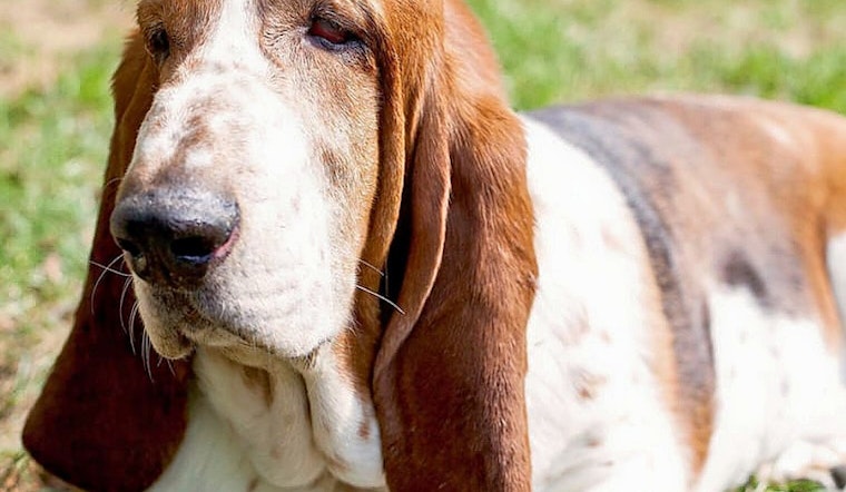 Cleveland's top 3 pet stores, ranked