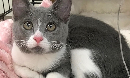 4 cool kitties to adopt now in Austin
