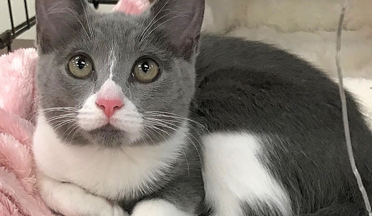 4 cool kitties to adopt now in Austin